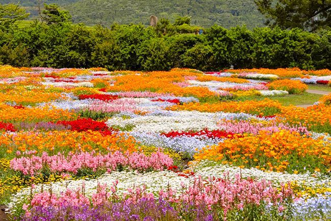 山口県産 百花蜜