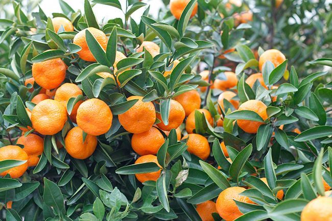 山口県周防大島産 みかん蜜